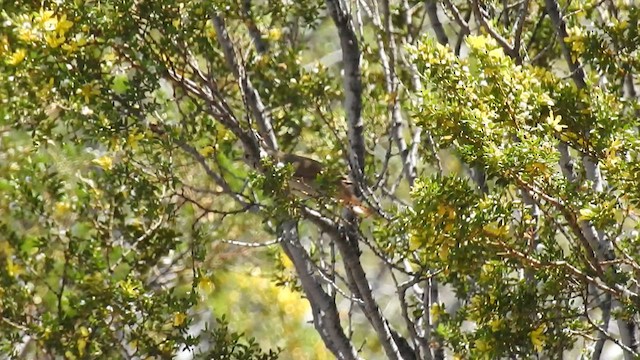 Sharp-billed Canastero - ML552494271