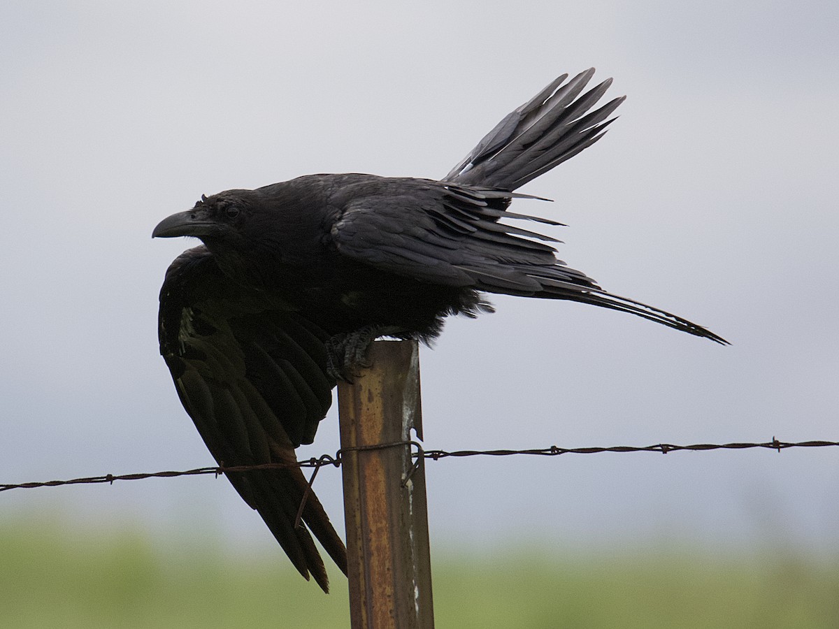 Chihuahuan Raven - Dave Prentice