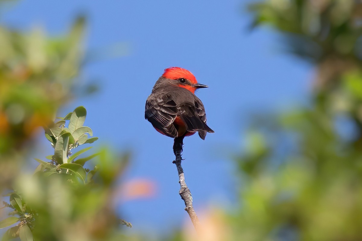 Vermilion Flycatcher - ML552496061