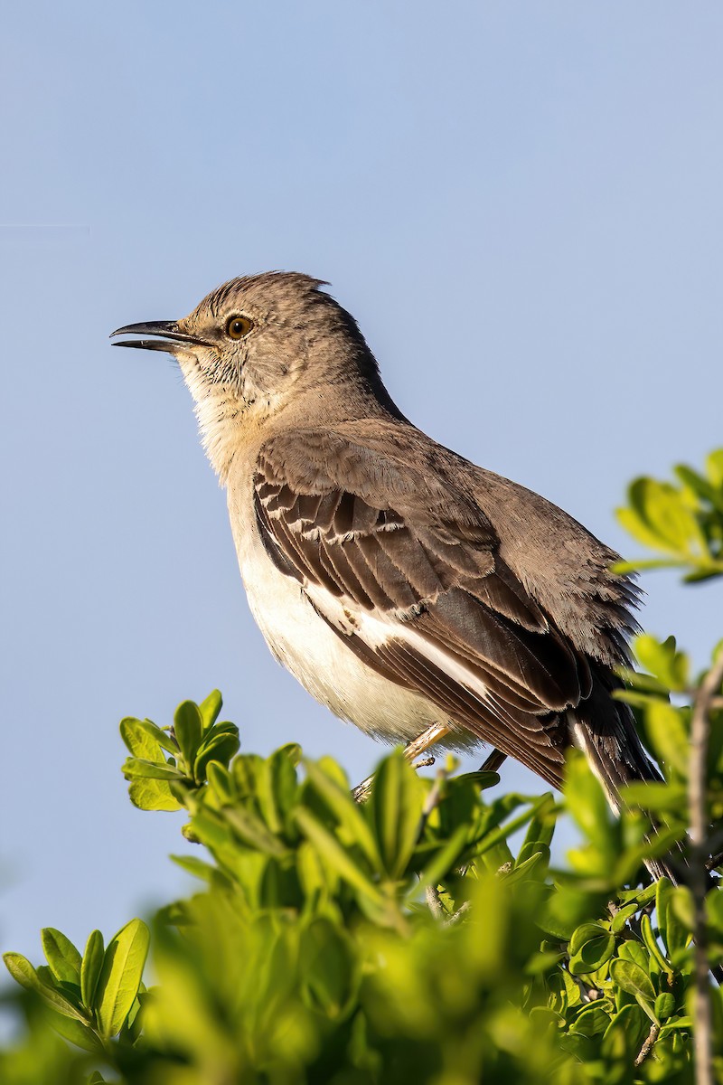 Northern Mockingbird - ML552496091