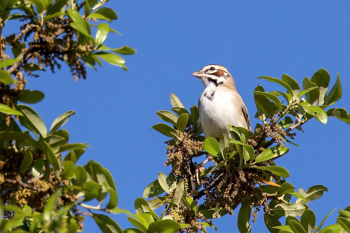 Lark Sparrow - ML552496841