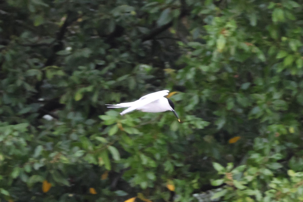 Sandwich Tern - ML552496961