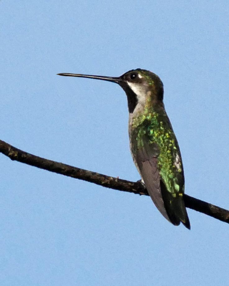 Long-billed Starthroat - Tini & Jacob Wijpkema