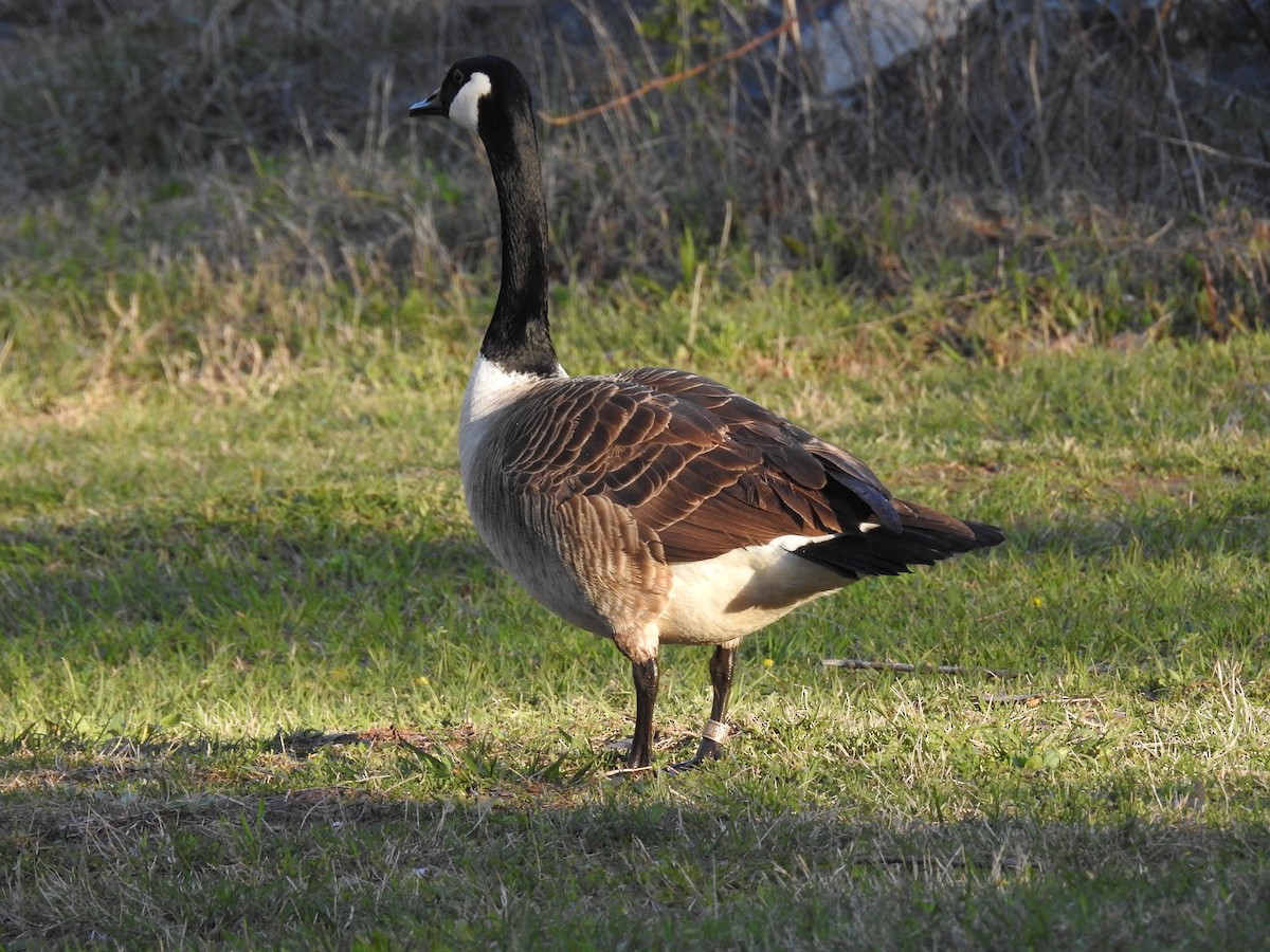 Canada Goose - ML552499591