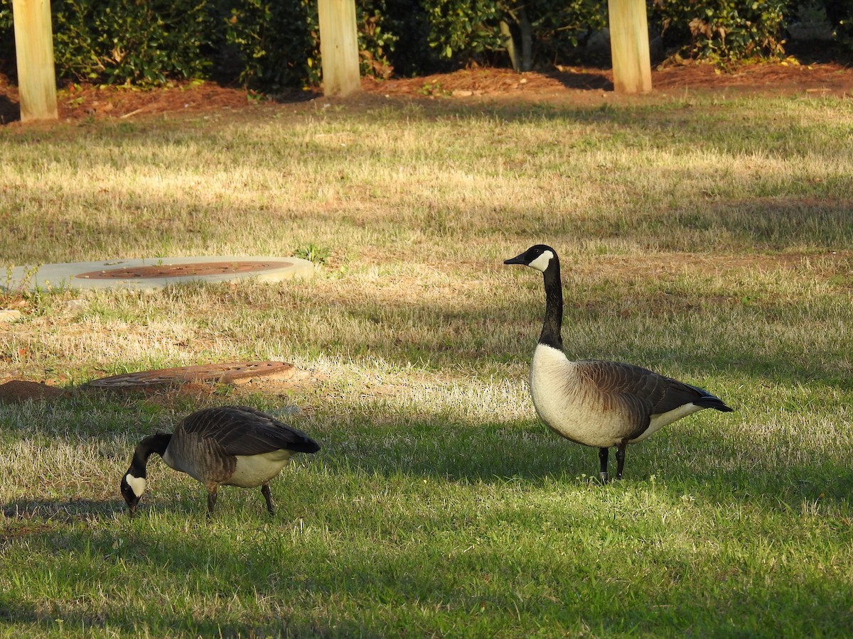 Canada Goose - ML552499601