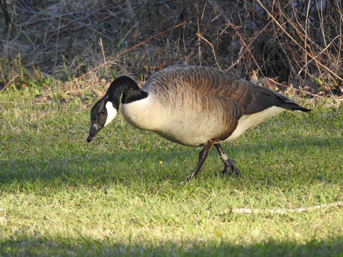 Canada Goose - ML552499611