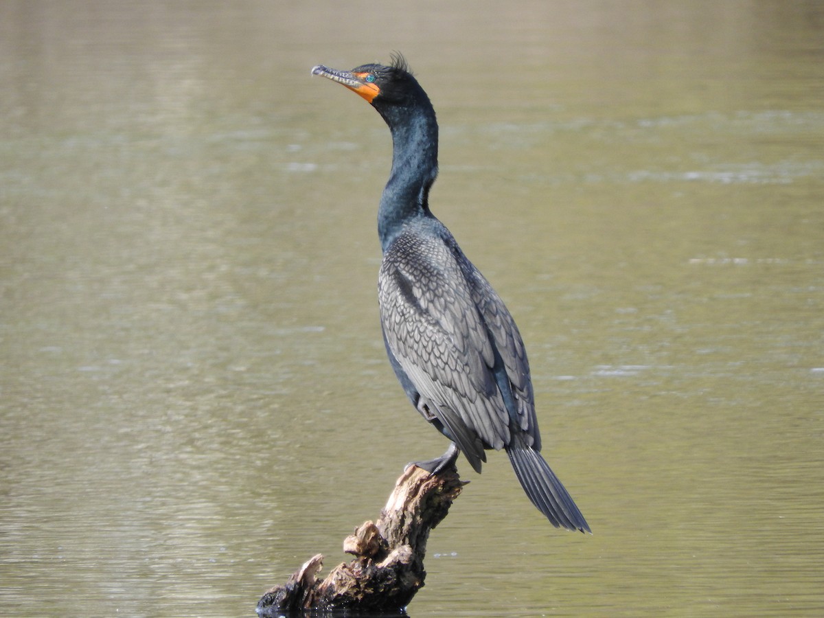 Double-crested Cormorant - ML55250091