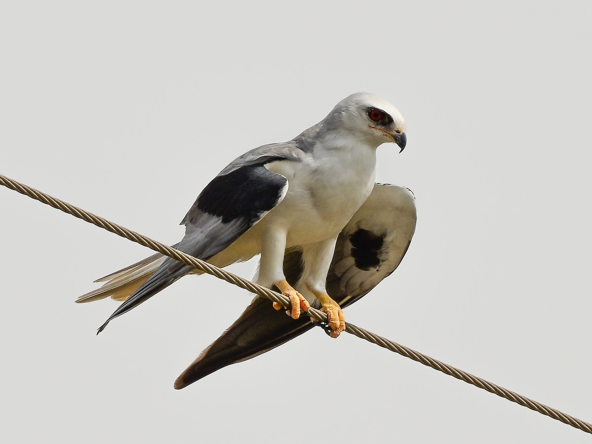 White-tailed Kite - Xueping & Stephan Popp