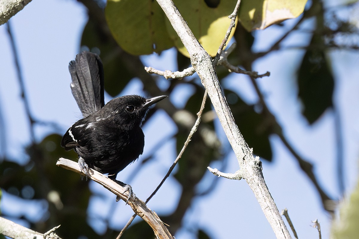 Serraameisenfänger (littoralis) - ML552501521