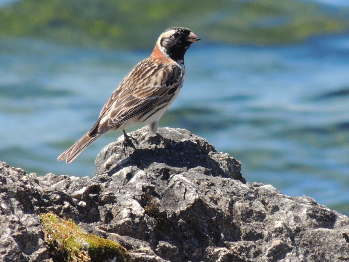 Lapland Longspur - Melody Walsh