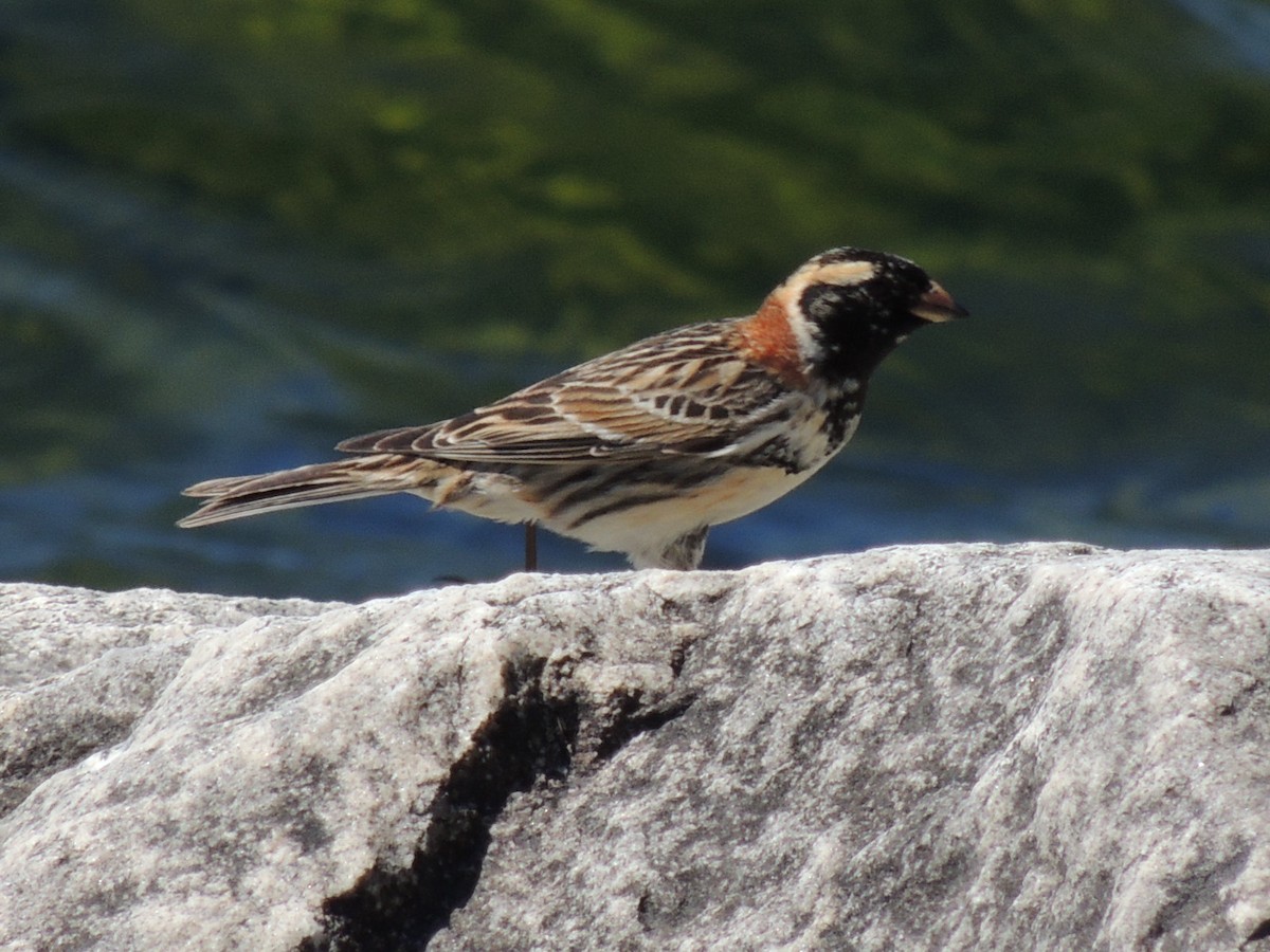 Lapland Longspur - Melody Walsh