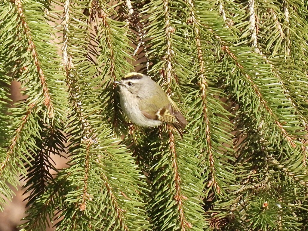 Golden-crowned Kinglet - ML552502261