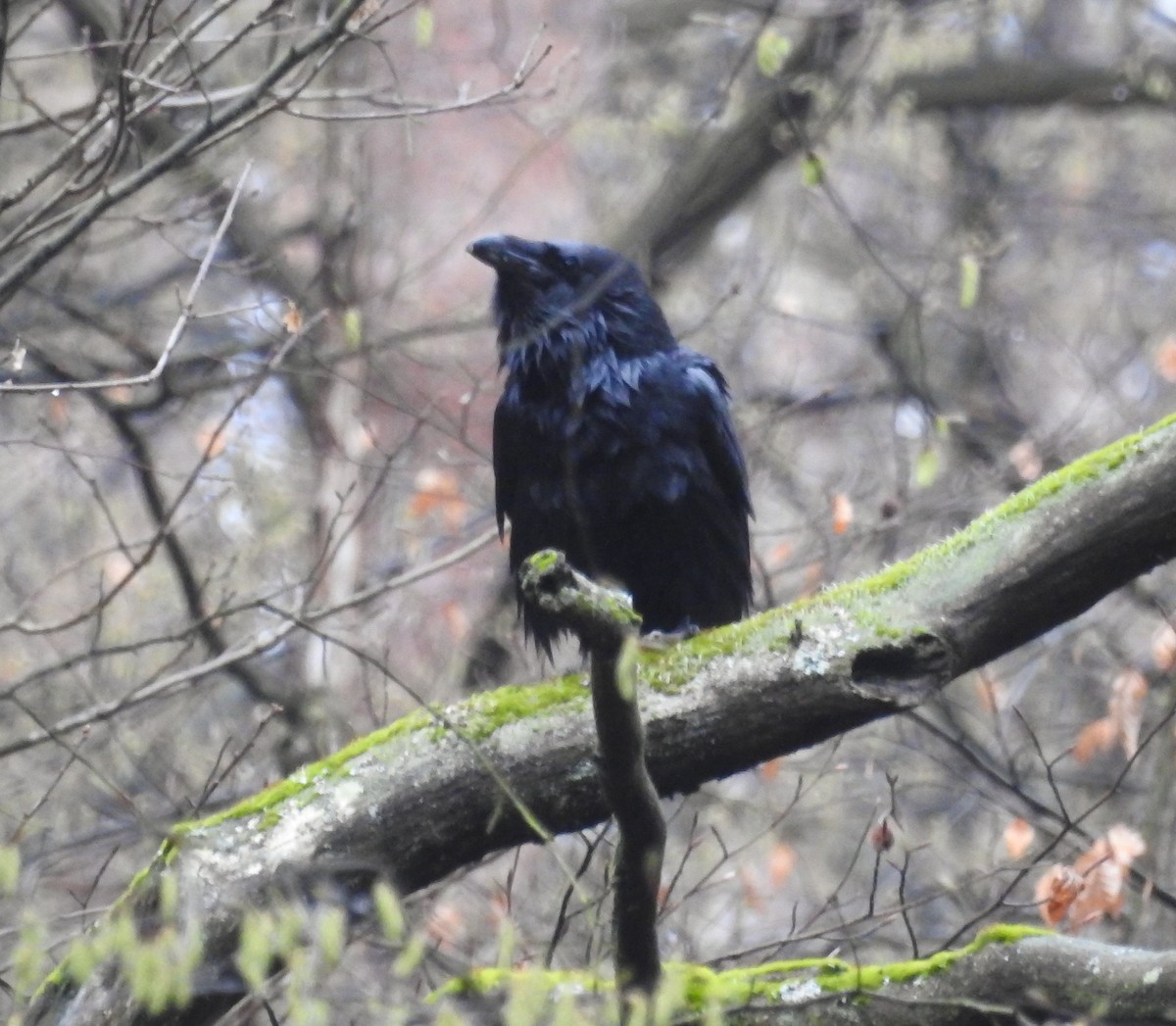 Хон хэрээ - ML552502551