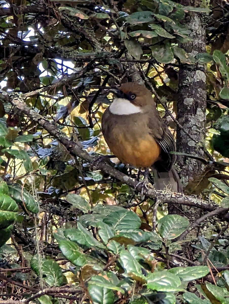 White-browed Fulvetta - ML552502571