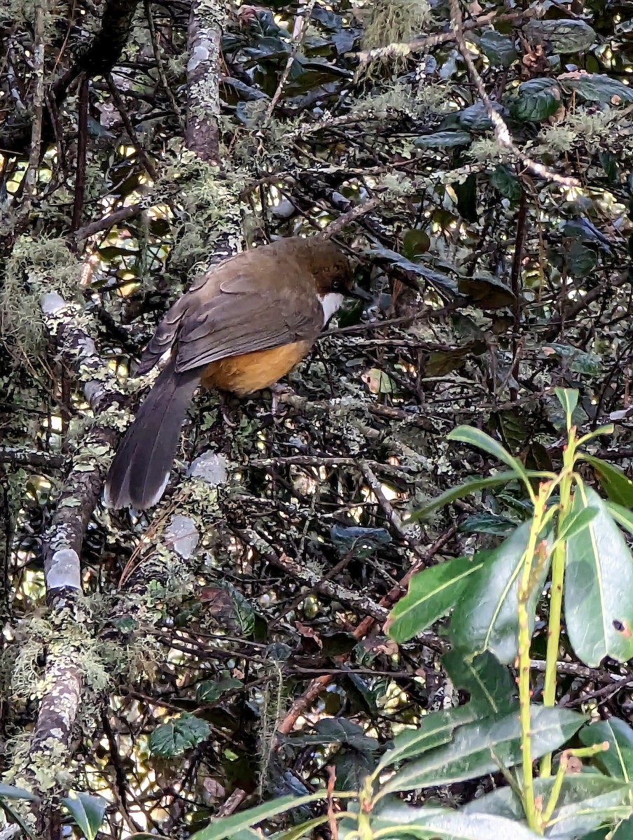 White-browed Fulvetta - ML552502581