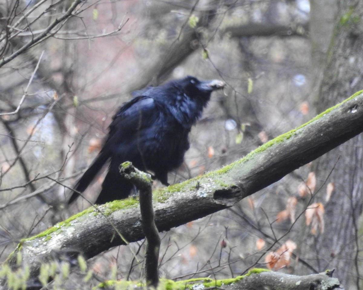 Хон хэрээ - ML552502601