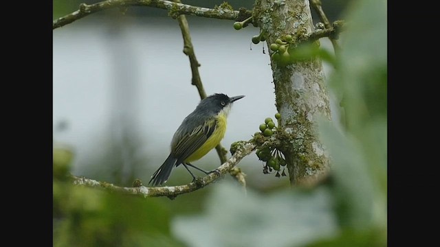 Common Tody-Flycatcher - ML552503051