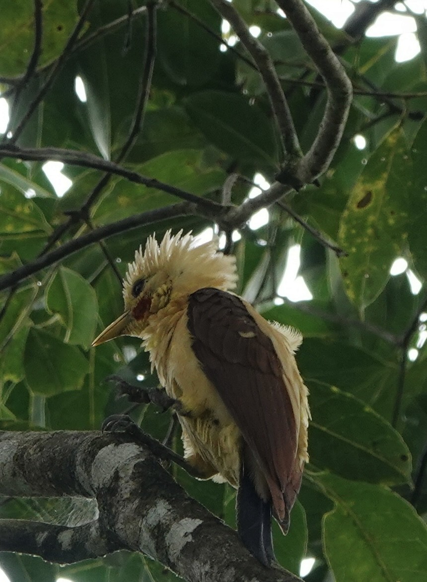 Cream-colored Woodpecker - deidre asbjorn