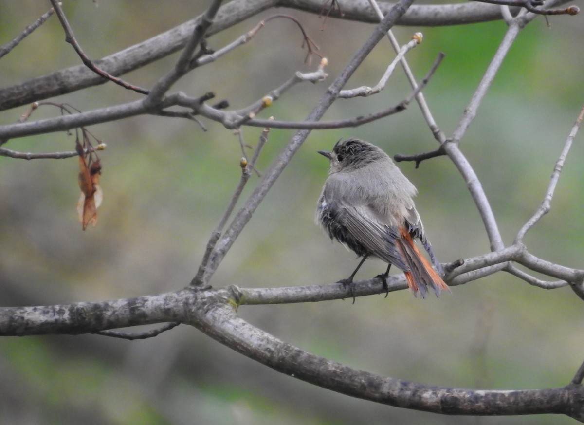 Мойлон гал сүүлт - ML552504321