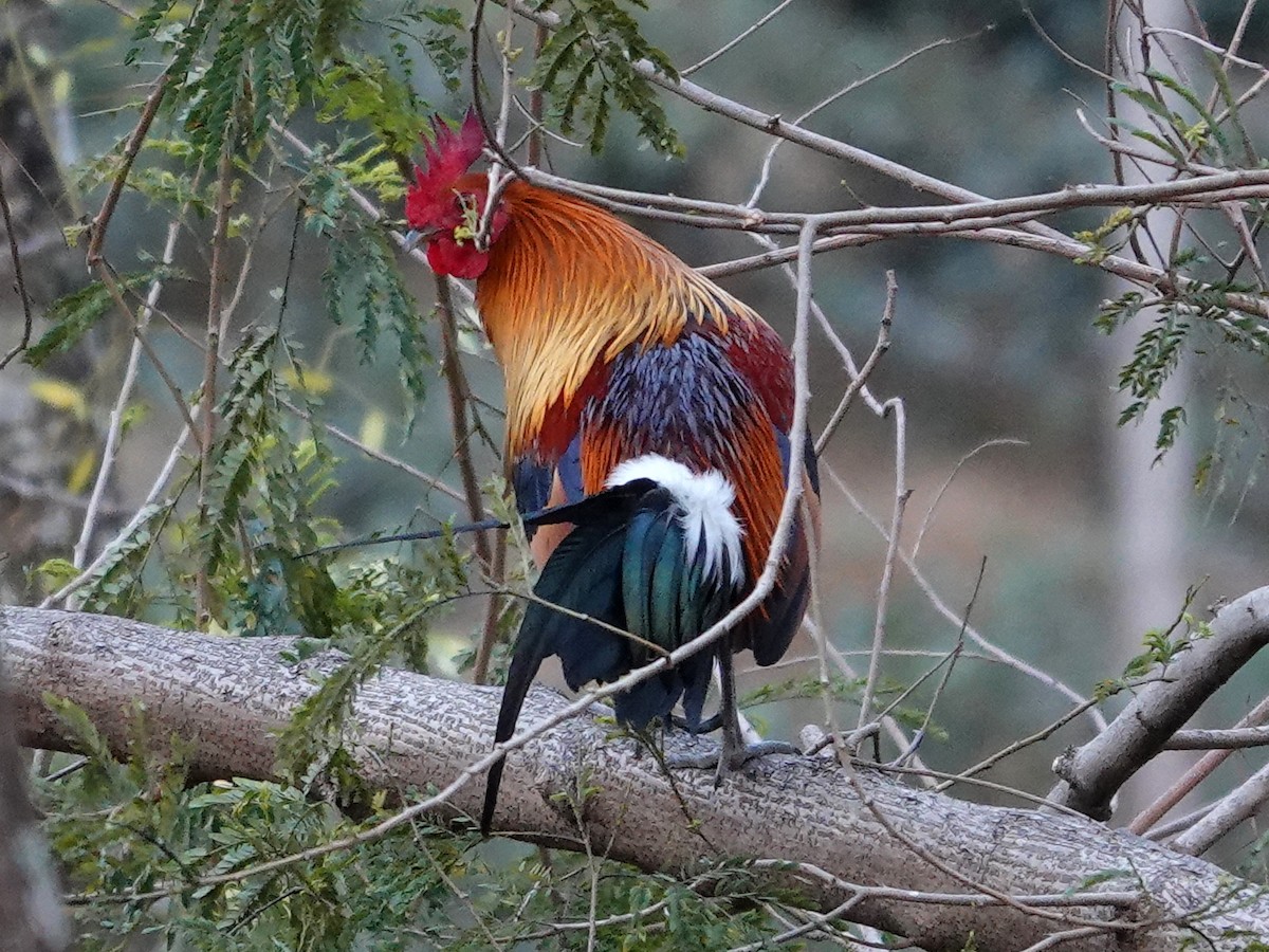 Red Junglefowl - ML552505701