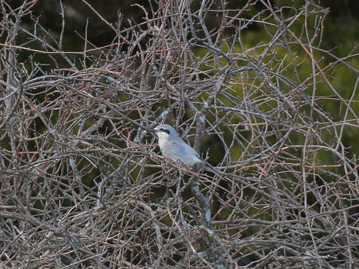 Northern Shrike - Stefan Townsend