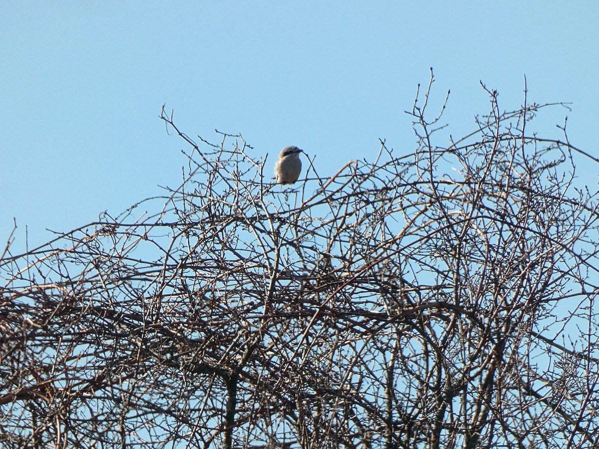 Northern Shrike - Stefan Townsend