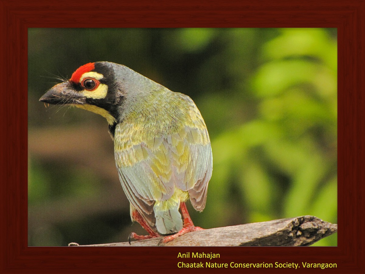 Coppersmith Barbet - Anil Mahajan