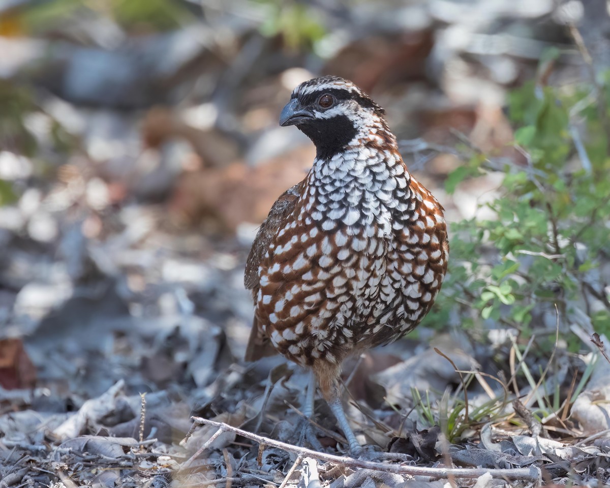 Black-throated Bobwhite - ML552506181