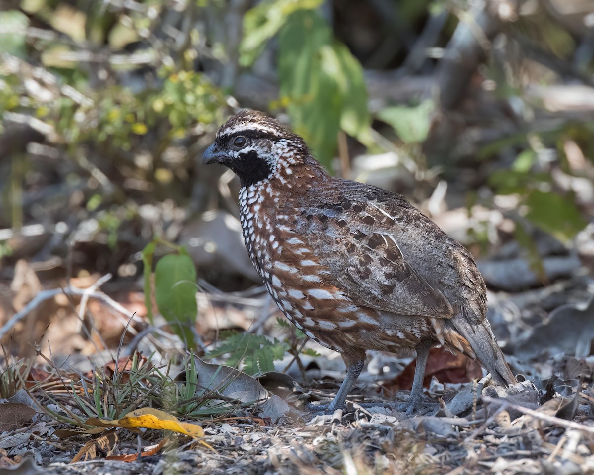 Black-throated Bobwhite - ML552506191