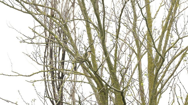 Great Spotted Cuckoo - ML552506351