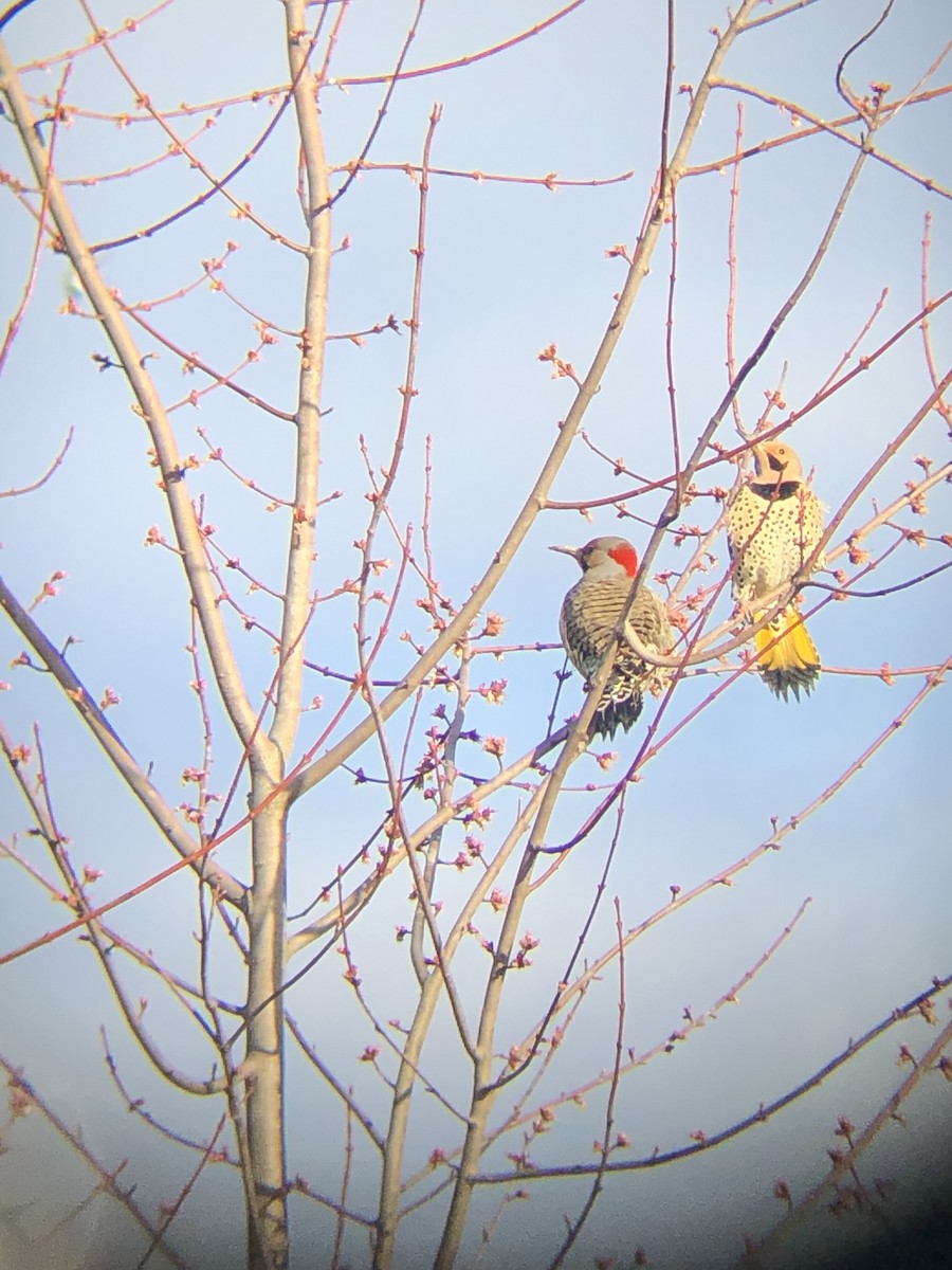 Northern Flicker - ML552506941