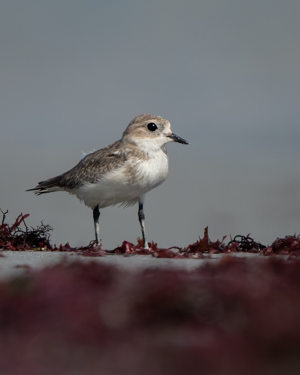 Two-banded Plover - ML552508721