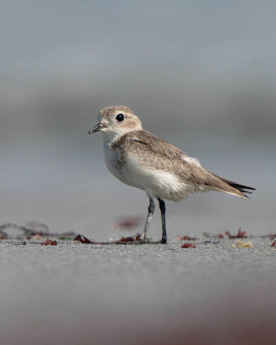 Two-banded Plover - ML552508731