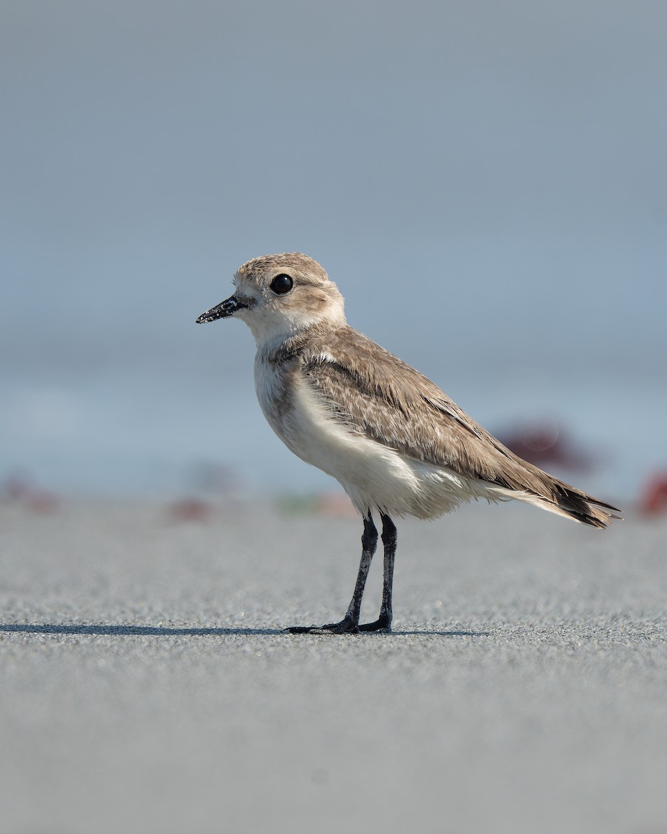 Two-banded Plover - ML552508751