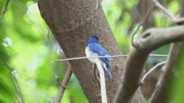 Blue-throated Flycatcher - ML552508831