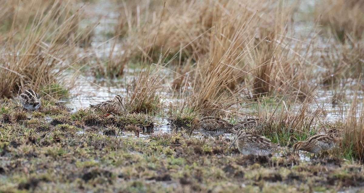 Wilson's Snipe - ML552508881