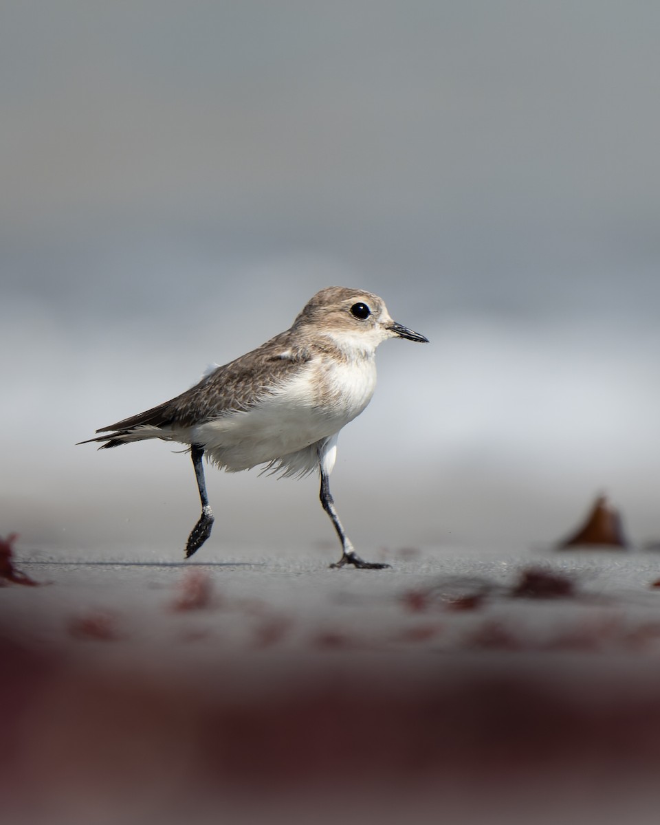 Two-banded Plover - ML552509121