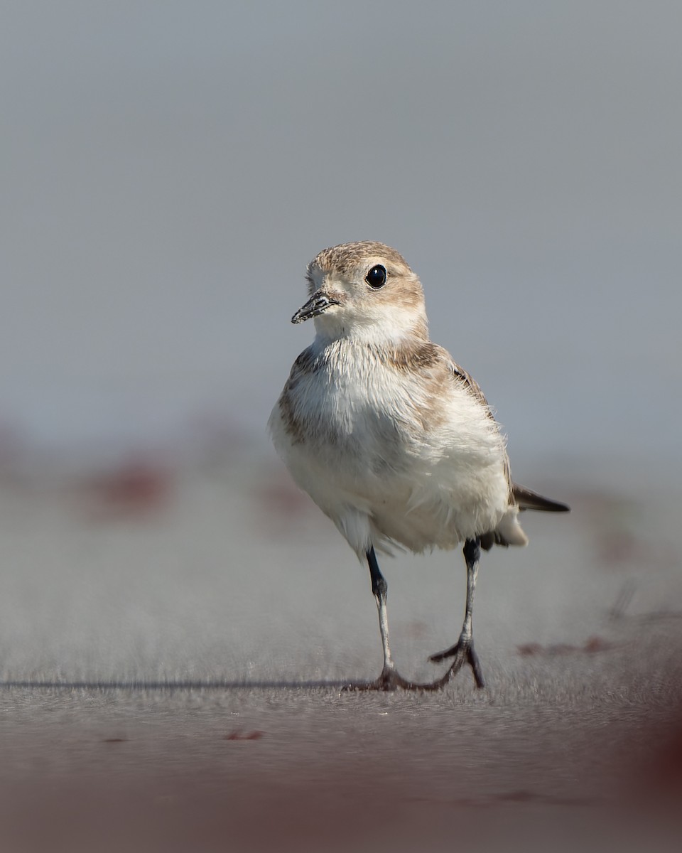Two-banded Plover - ML552509131