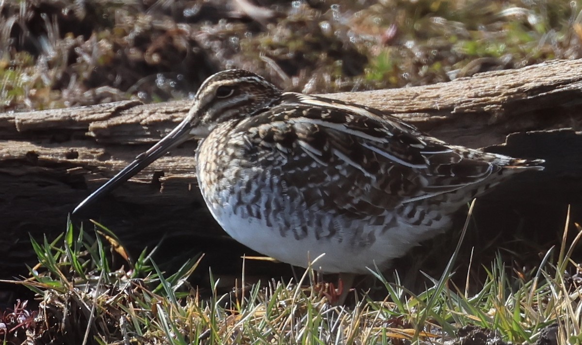 Wilson's Snipe - ML552509691