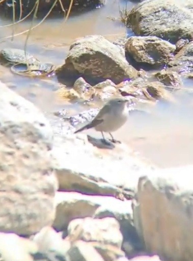 Ash-breasted Sierra Finch - ML552509861