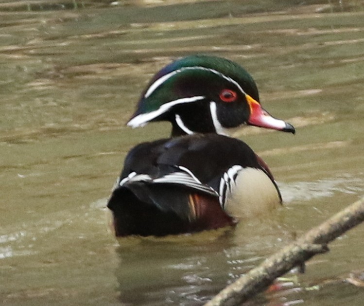 Wood Duck - ML55251041