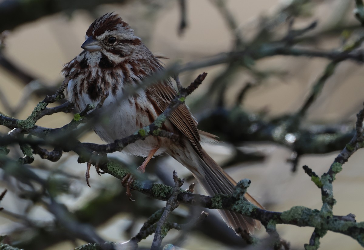 Song Sparrow - ML552510411