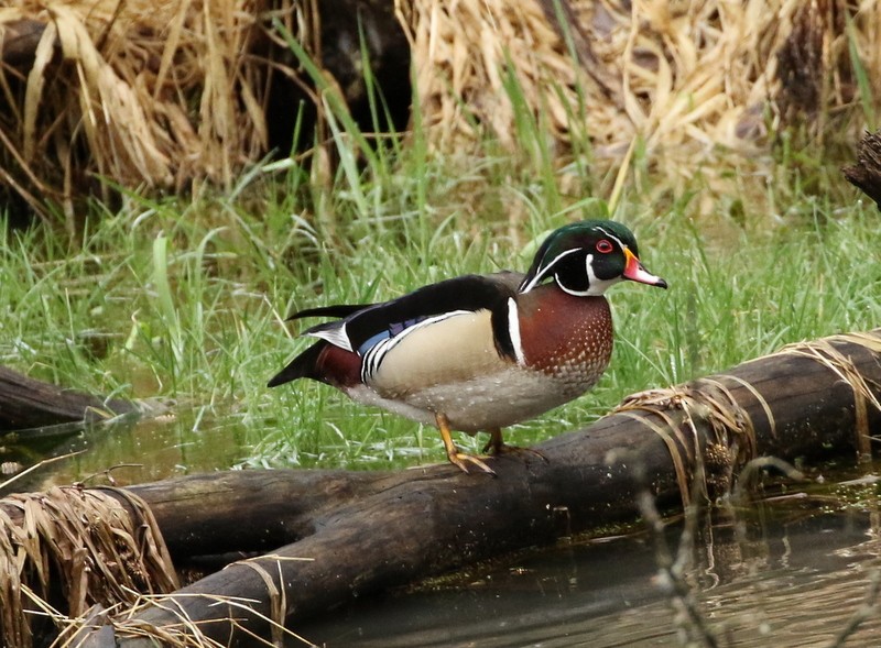 Wood Duck - ML55251051