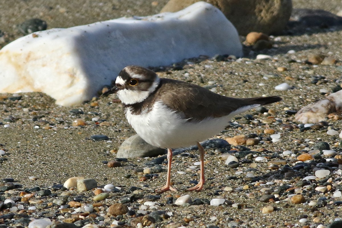 Little Ringed Plover - ML55251071