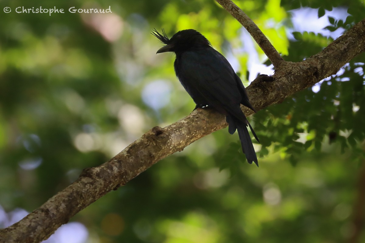 マダガスカルオウチュウ（forficatus） - ML552510801