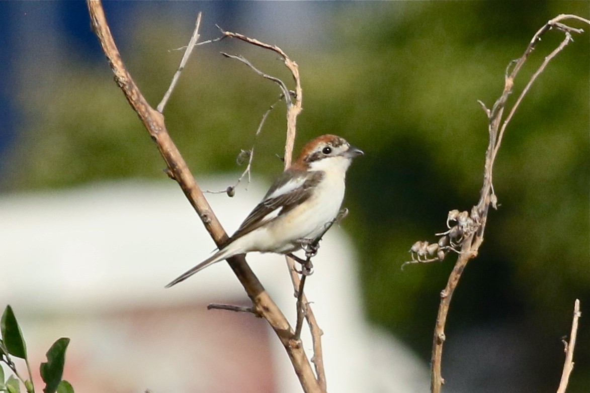 Woodchat Shrike - ML55251081