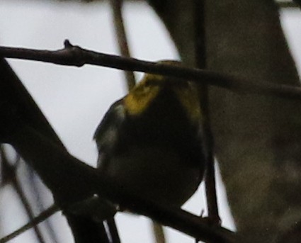 Black-throated Green Warbler - ML55251161