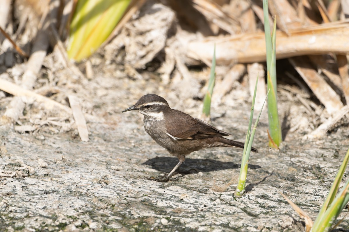 ヒメカワカマドドリ - ML552511621