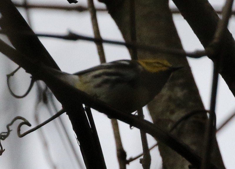 Black-throated Green Warbler - ML55251171