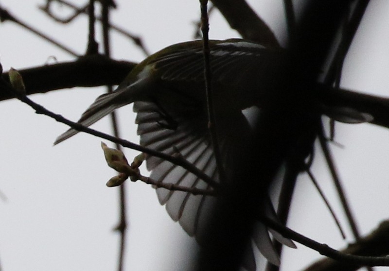 Black-throated Green Warbler - ML55251181